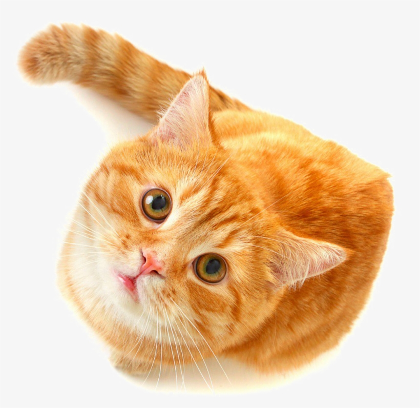 Cute Cat Png Free Download - Orange Cat Png, transparent png #583451
