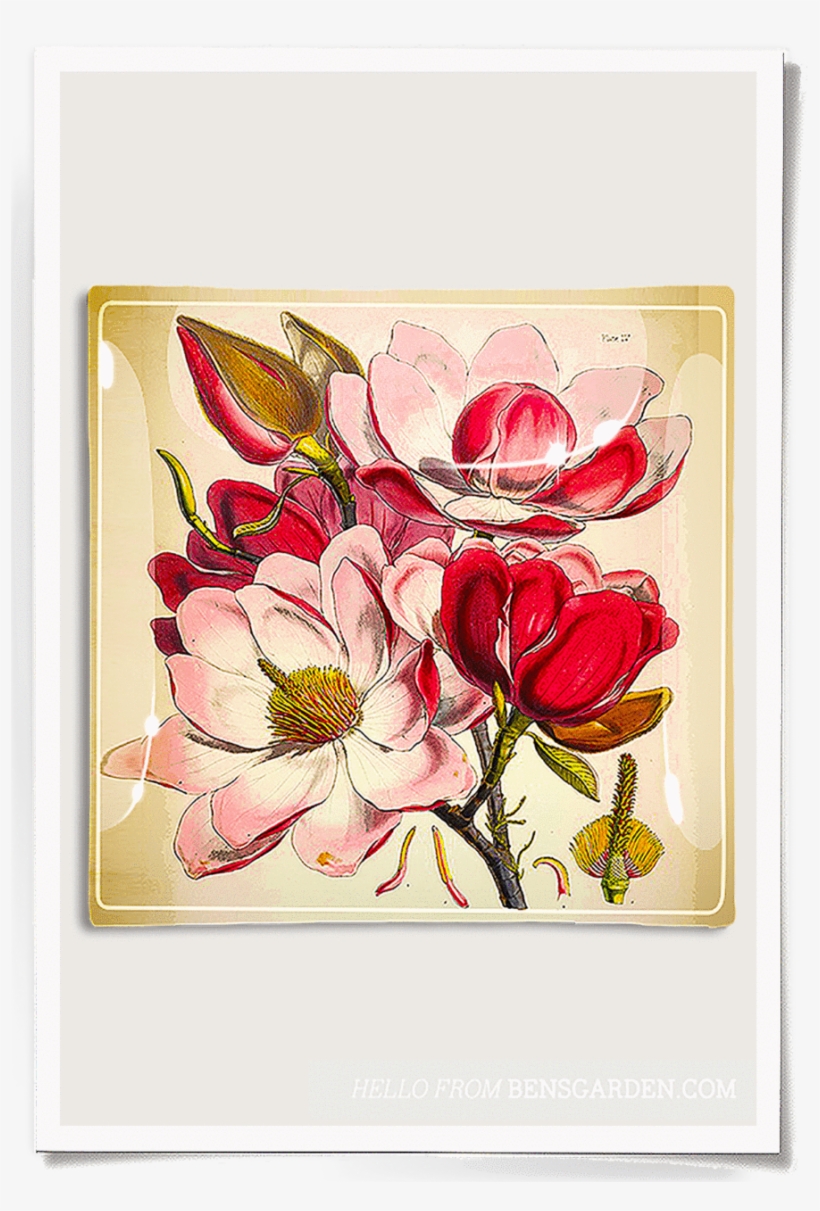 Emilie Pink Magnolia Decoupage Glass Tray - Magnolia Flower Flower Illustration, transparent png #583766
