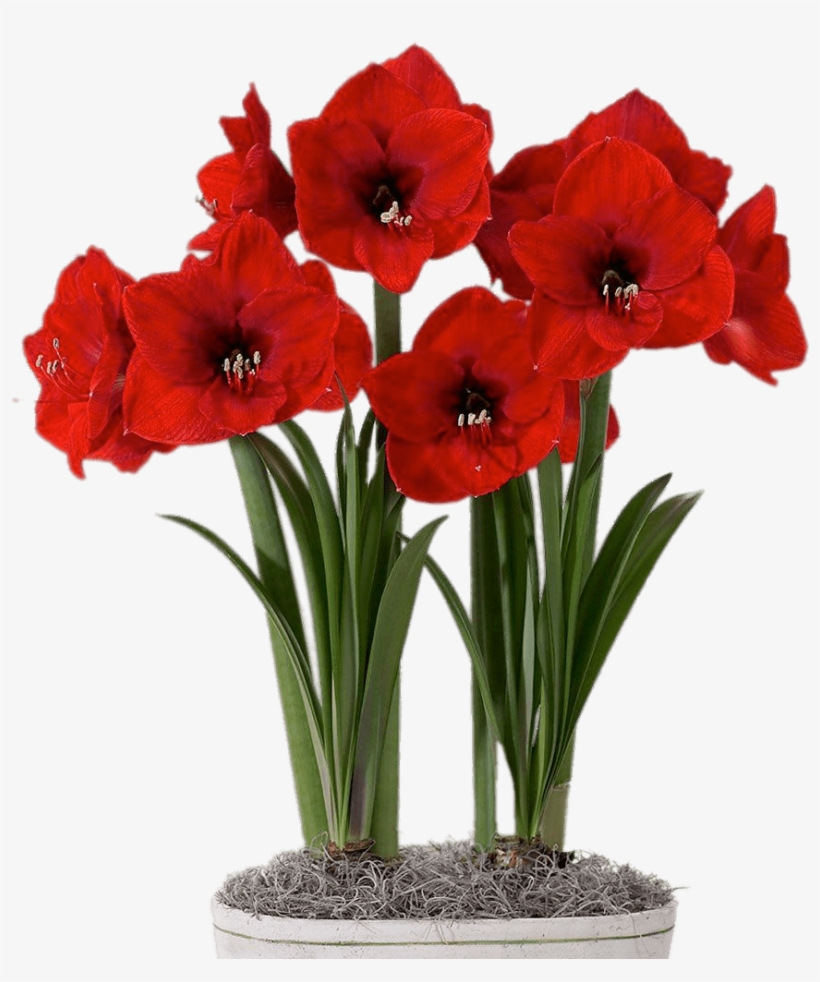 Red Amaryllis In Flower Pot - Bulbos De Amaryllis, transparent png #583797