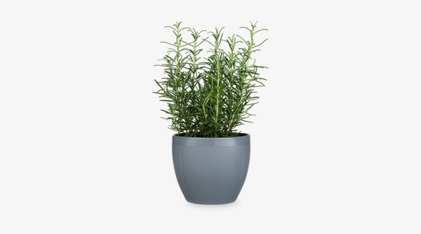 Flower Pot Png, transparent png #584156
