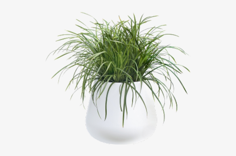 Pot Plant Png - White Potted Plant Png, transparent png #584196