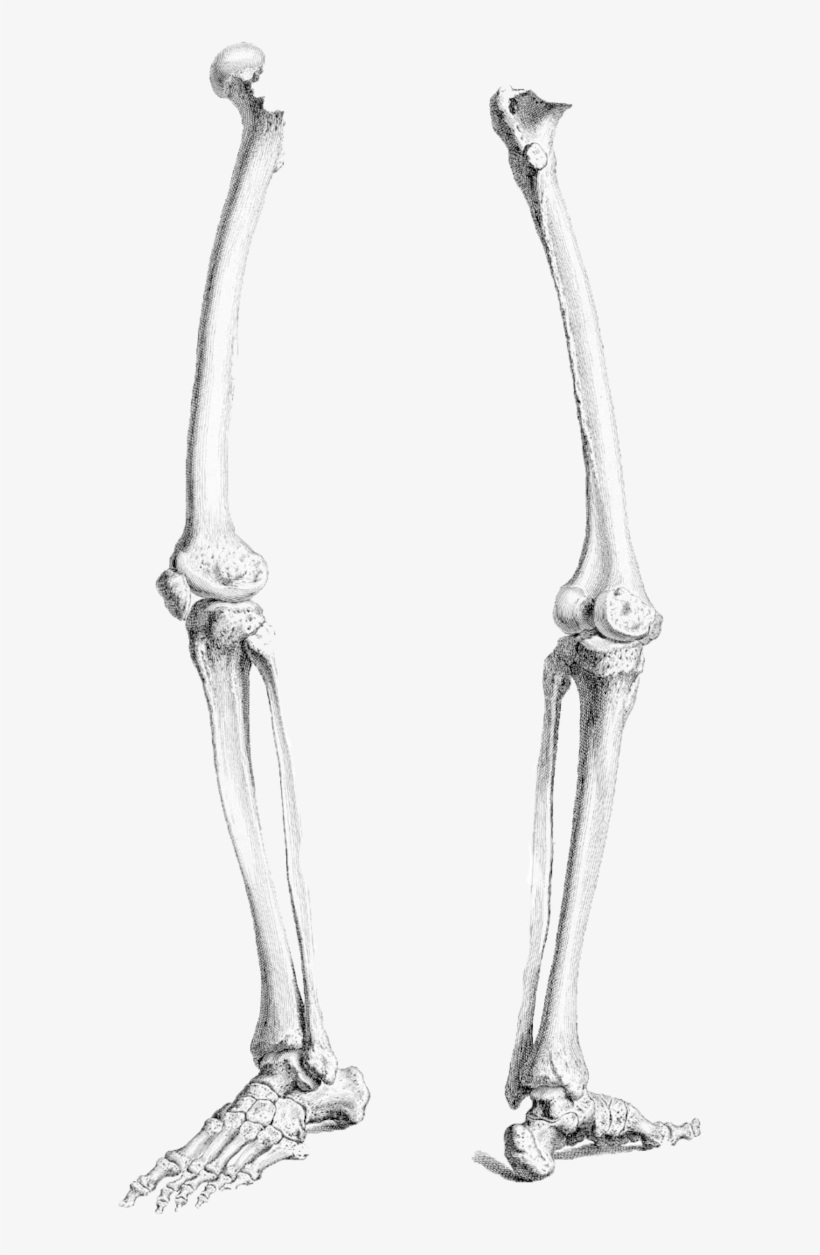 Legs By Chaseandlinda On - Leg Bone Png, transparent png #584237