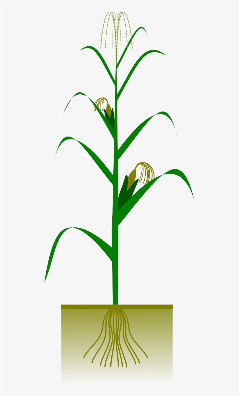 Pin Corn Stalk Clipart - Maize Plant Png, transparent png #584442