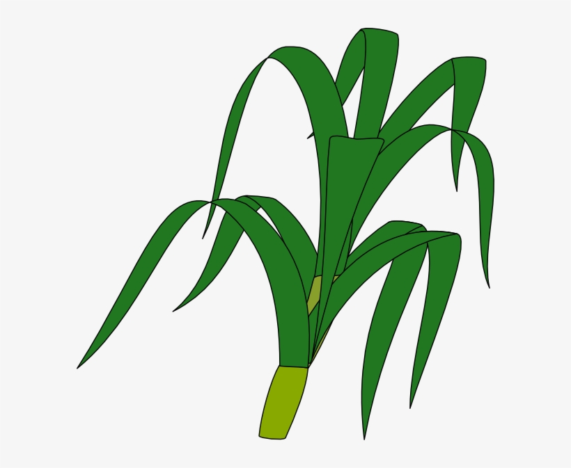 Png Transparent Corn Stalk Clip Art At Clker - Corn Stalk Clipart Png, transparent png #584484