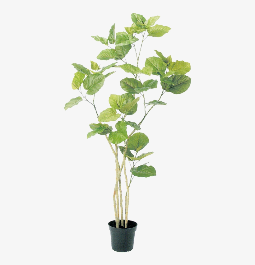 0 Tree Psd, Plant Illustration, Botanical Illustration, - Plants In