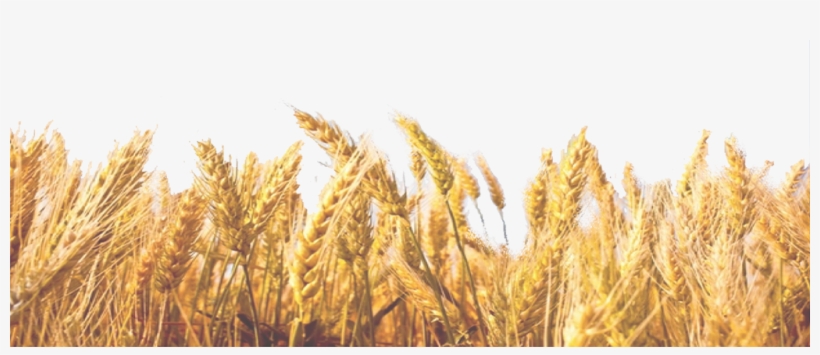 Wheat Field Transparent Background, transparent png #584629