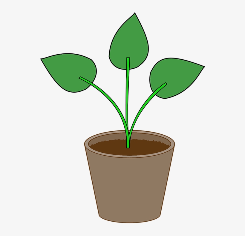 Plant, Flowerpot, Pot, Gardening, Leaf, Houseplant - Flower Pot, transparent png #584788