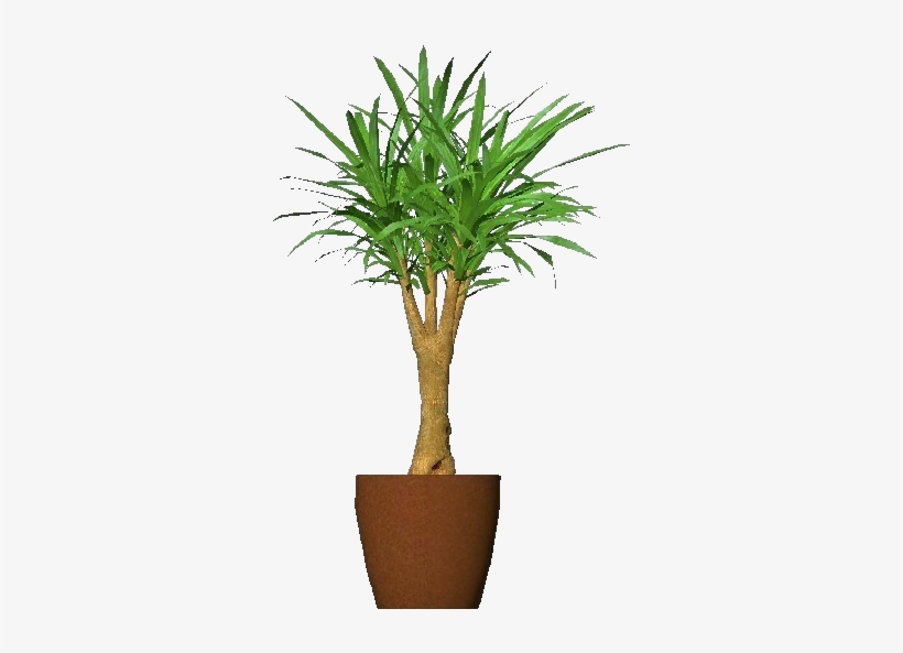 3d Flowers - Cornstalk Dracaena - Mandarino Cinese In Vaso, transparent png #584950
