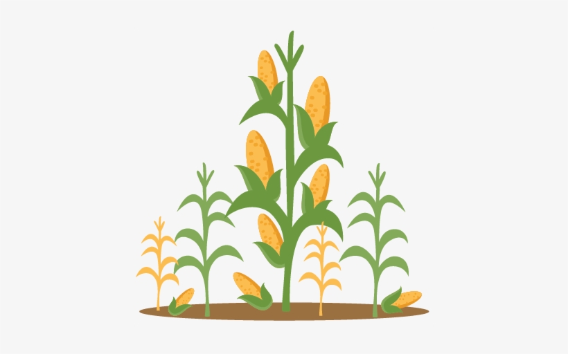 Corn Stalks Svg Scrapbook Cut - Clip Art Corn Stalks, transparent png #584969