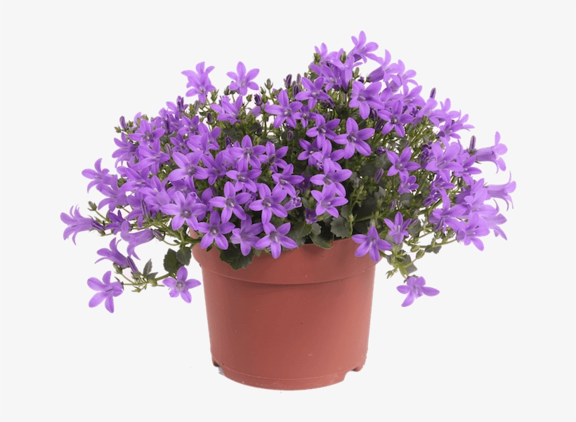 Campanula Iris - Lavender Flower Pot Png, transparent png #584971