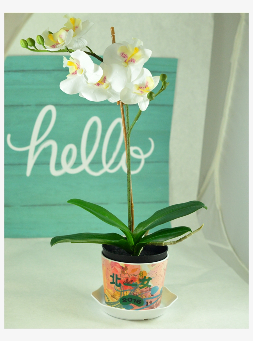 Taiwan Flower Pot, transparent png #585082