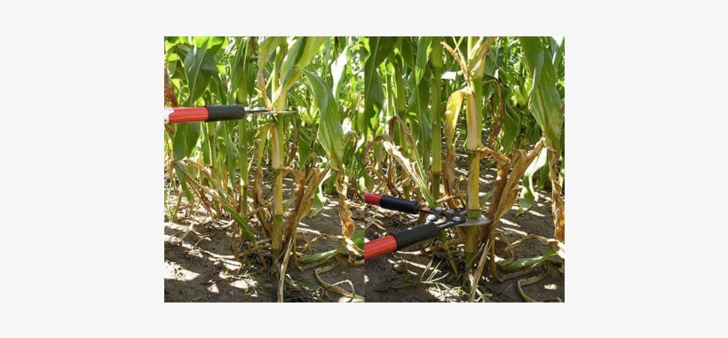 Morning Ag Clips - Nitrogen, transparent png #585123