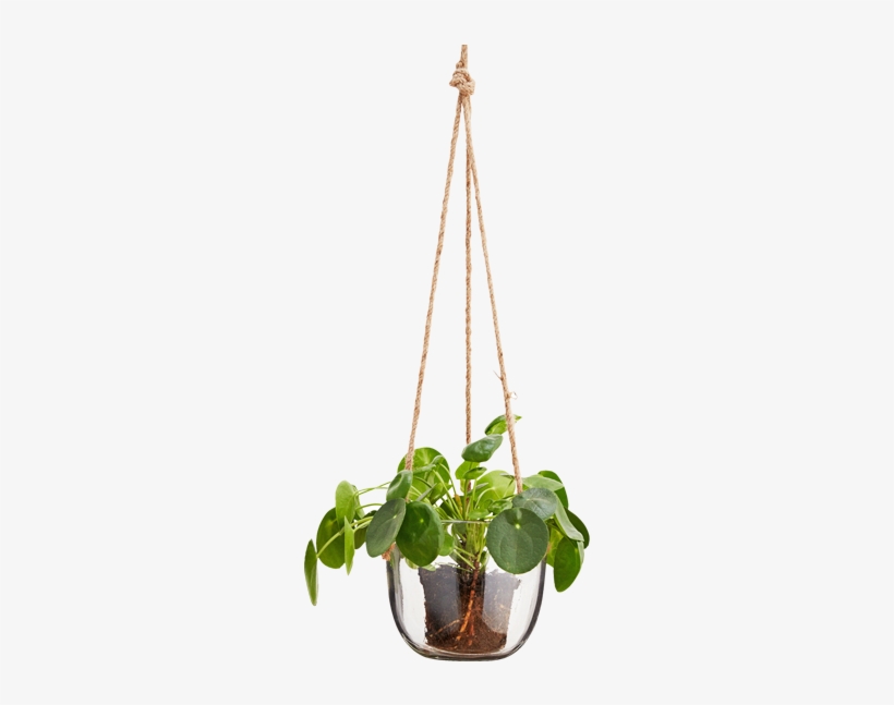 Hanging Glass Plant Pot - Hanging Flower Pots Png, transparent png #585147