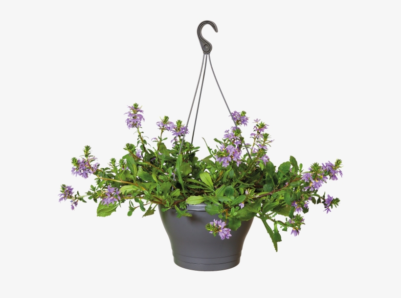 Home > Collection > Corsica Hanging Basket - Hanging Pot Plant Png, transparent png #585165