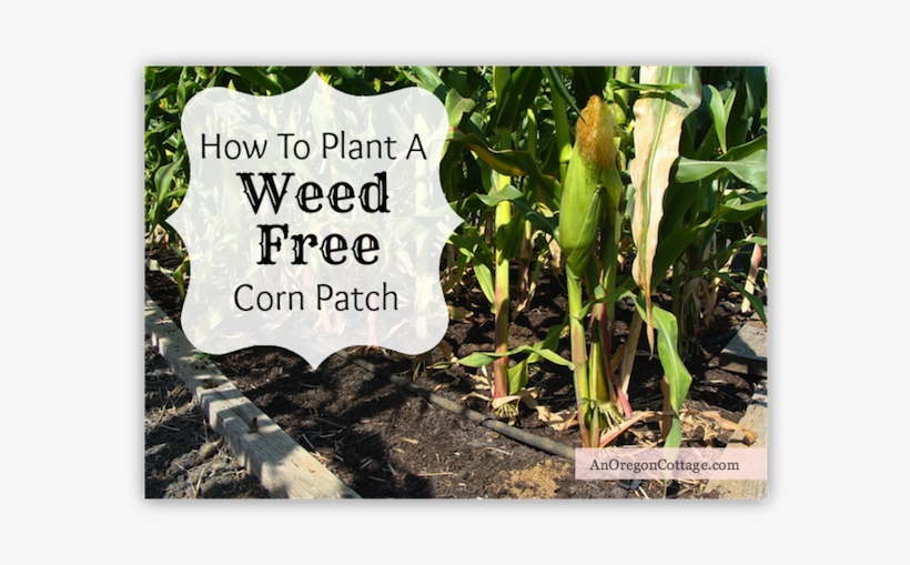 How To Plant Corn-weed Free - Garden, transparent png #585389