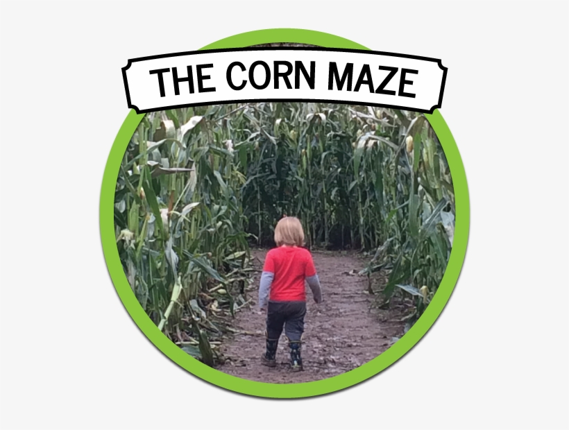 Farm Fresh Apples, Cherries, & Fall Fun At The Apple - Apple Castle, transparent png #585402