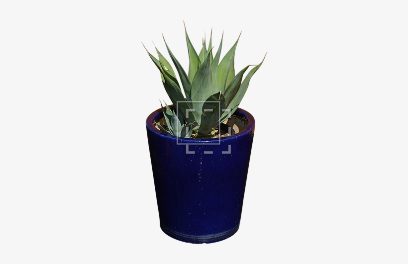 Parent Category - Agave, transparent png #585453