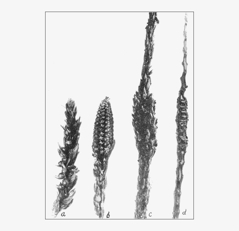 Psm V68 D063 Specimen From Corn Tassels - Maize, transparent png #585684