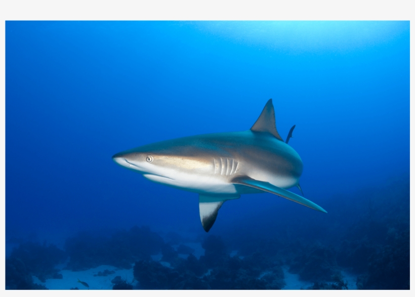 Weird Shark Pictures To Print Poster Species Watercolor - Caribbean Reef Shark, transparent png #585888