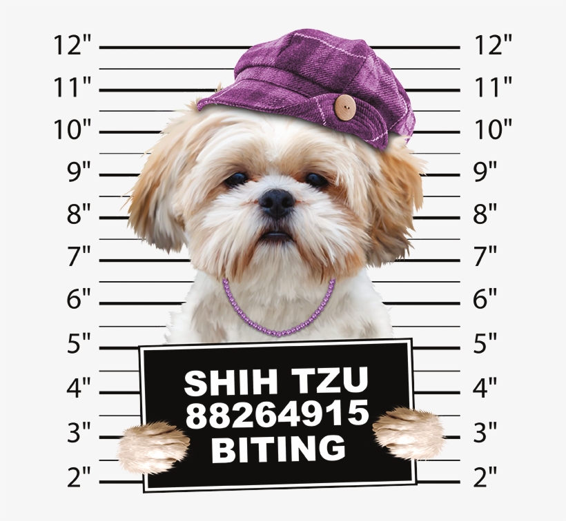 Dachshund Mug Shot Crew Sweatshirt Pick Your Size, transparent png #586063