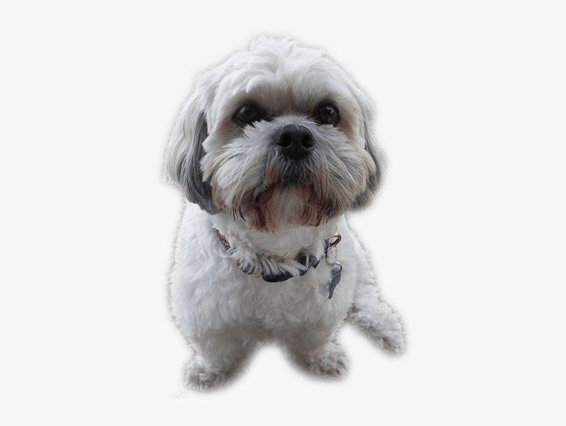 Shih Tzu - Grey And White Small Dog, transparent png #586194