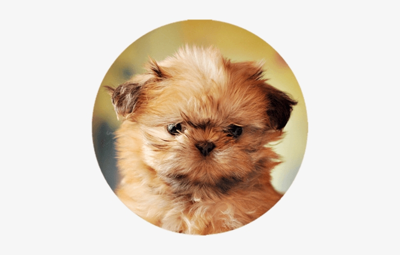 Shih Tzu Pals - San Francisco Bay Area, transparent png #586265