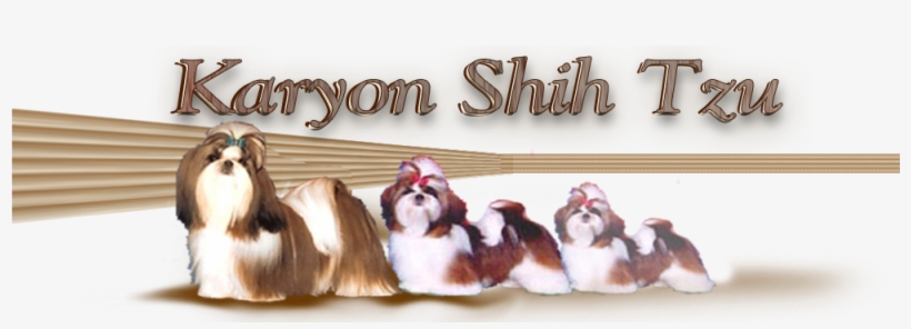 Shih Tzu, transparent png #586309