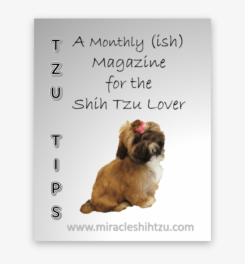 Free Shih Tzu Magazine - Puppy, transparent png #586332