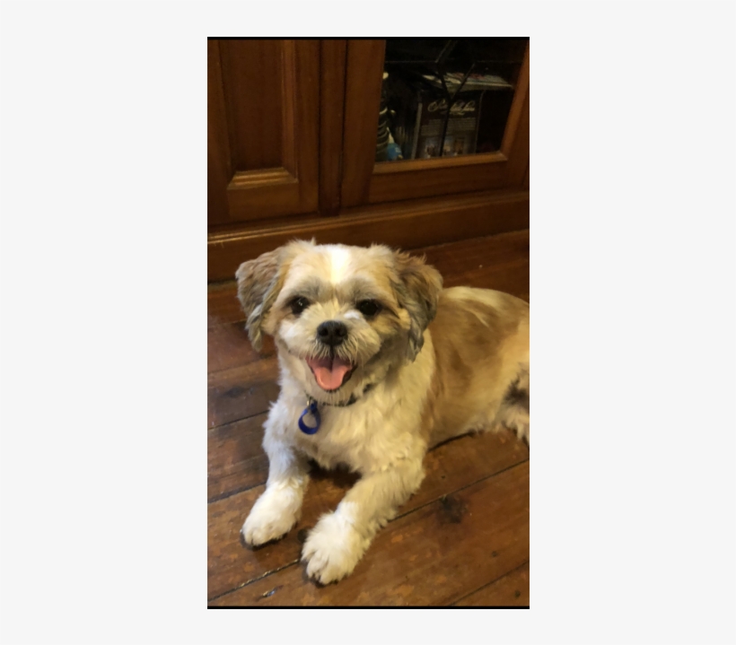 Photo Of Fitzie ~ Shih Tzu X - Pekapoo, transparent png #586423