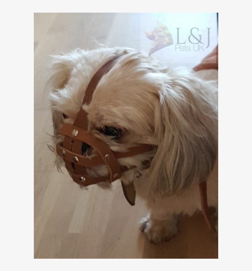 Shih Tzu And Other Flat Face Faced Short Snout Dog's - Flat Face Shih Tzu, transparent png #586506