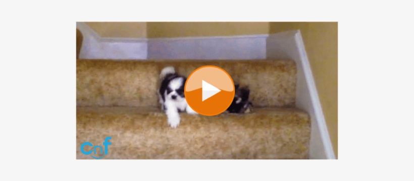 Two Adorable Shih Tzu Puppies Conquer Treacherous Staircase - Puppy, transparent png #586547