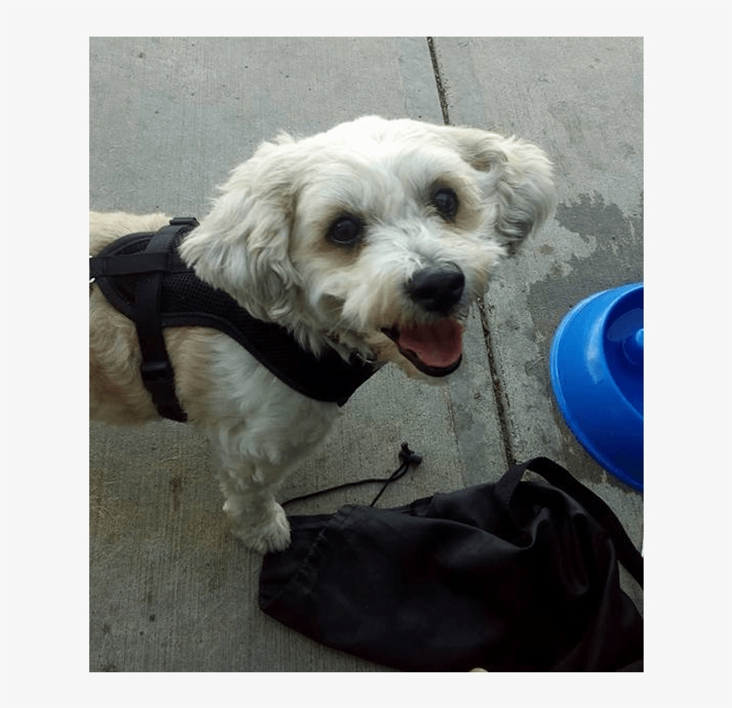 Roxy Is A 9 Year Old Bichon/shih-tzu Mix And Was Surrendered - Schnoodle, transparent png #586631