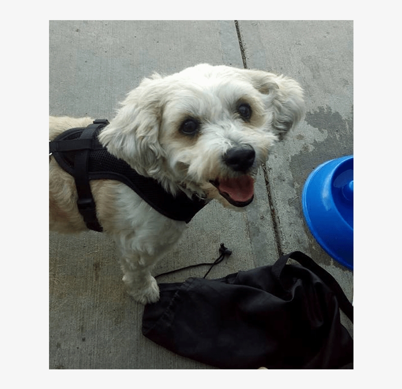 Roxy Is A 9 Year Old Bichon/shih-tzu Mix And Was Surrendered - Schnoodle, transparent png #586631