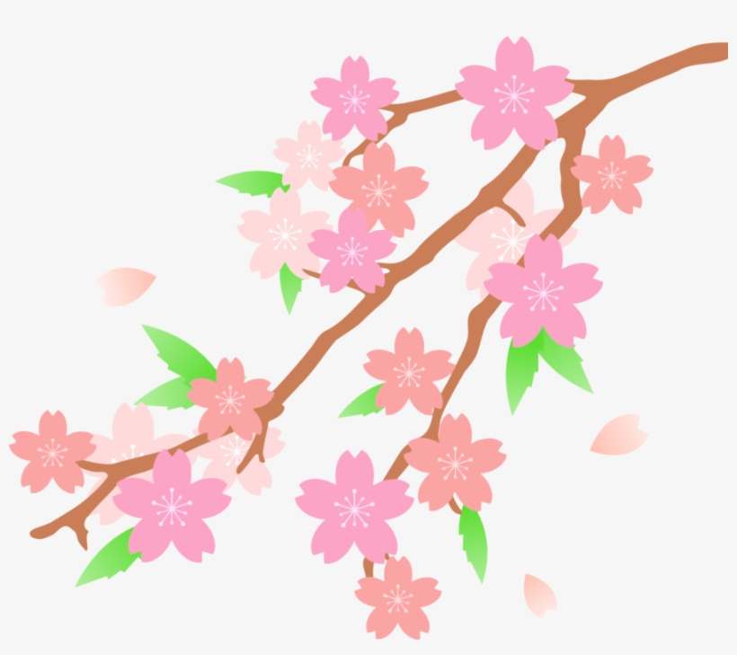 Cherry Blossom Drawing Flower - Cherry Blossom Clipart, transparent png #586635