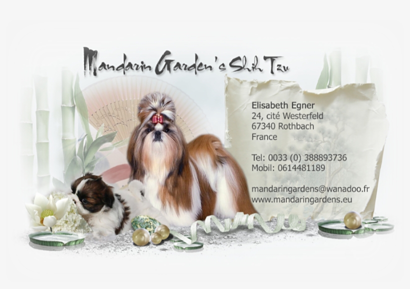Shih Tzu, transparent png #586722