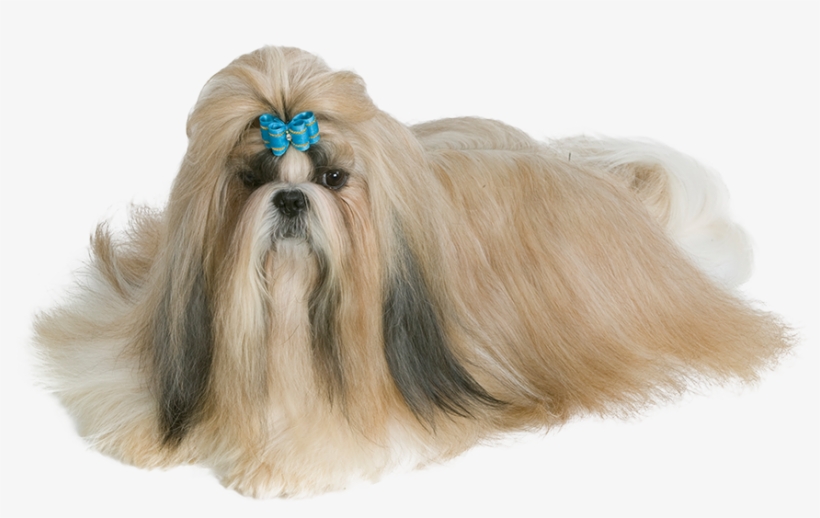 The Shih Tzu Is A Brachycephalic Breed, A Dog With, transparent png #586788