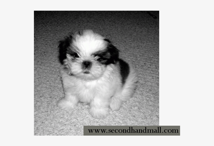 Kci Registered Shih Tzu Puppies For Sale Through All - Shih Tzu Yorkie Mix Black And White, transparent png #586835