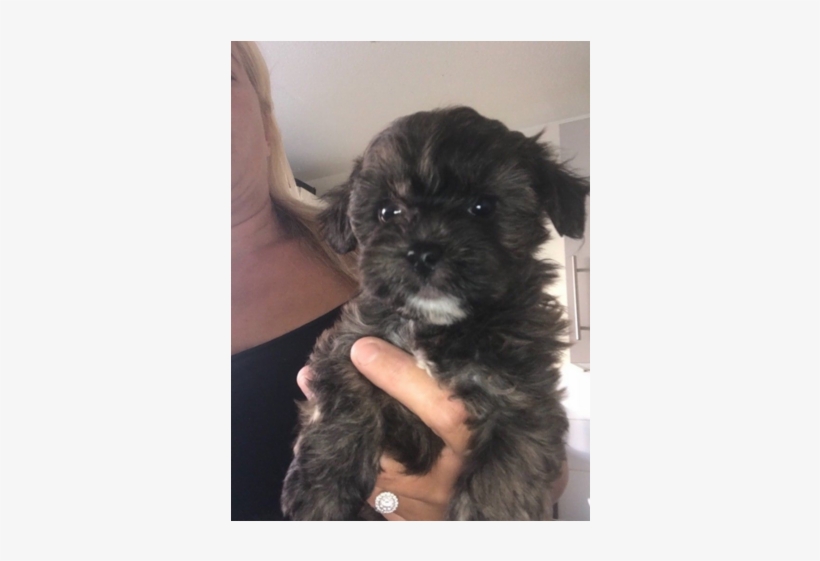 Shih Tzu - Shih-poo, transparent png #586932