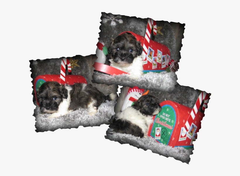 Aphrodite & Apollo's(toy Poodle) Reservation List - Pug, transparent png #587008
