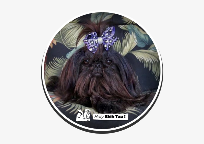 Lil' Nicole - Chinese Imperial Dog, transparent png #587053