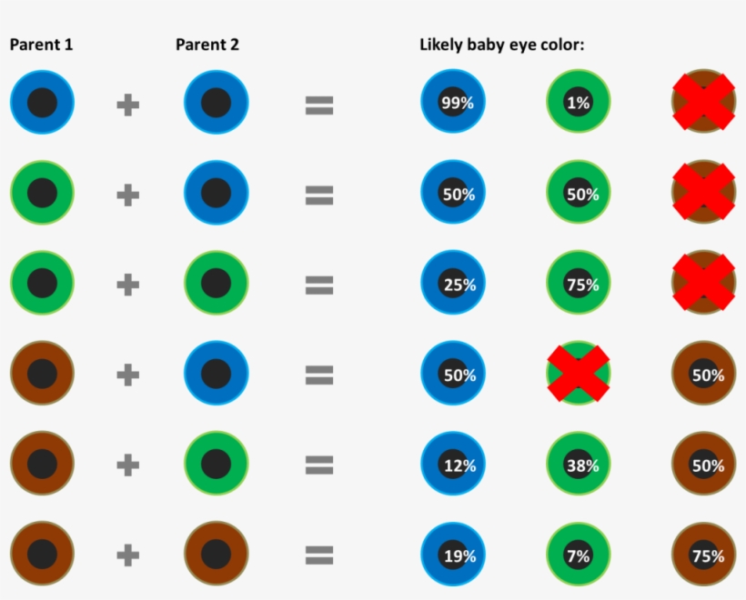 Eye Color Genotype Chart