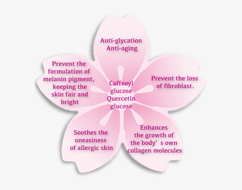 Cherry Blossom Extract Sakura Extract For Skin Free Transparent PNG