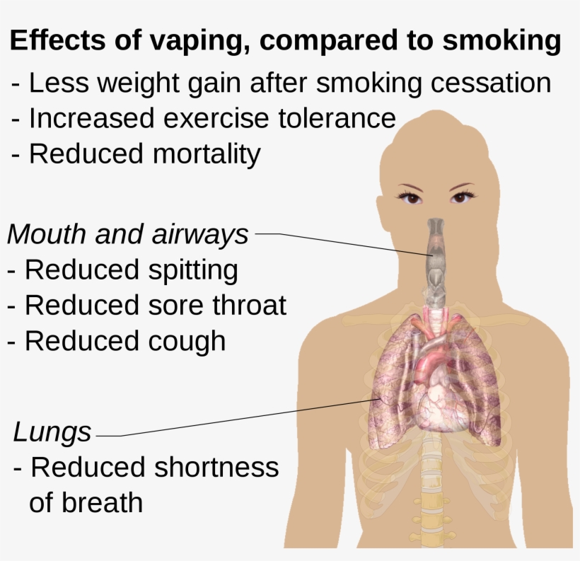 Effects Of Vaping Compared To Smoking - Human Digestive System, transparent png #587994