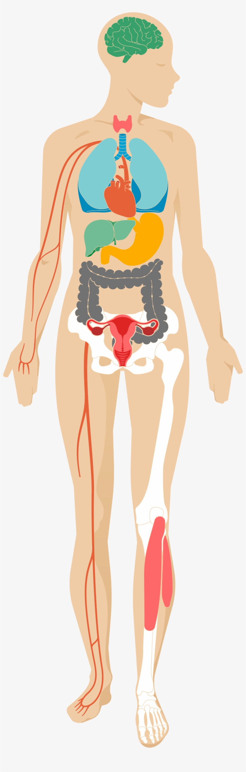 Desktop - Effect Of Stress In Your Body, transparent png #588024