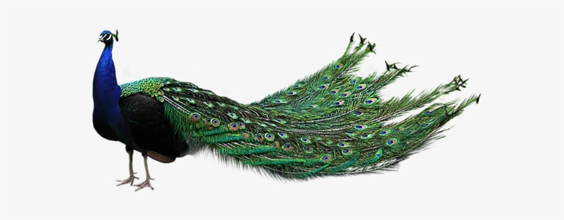 Download - Peacock Images Hd Png, transparent png #588082