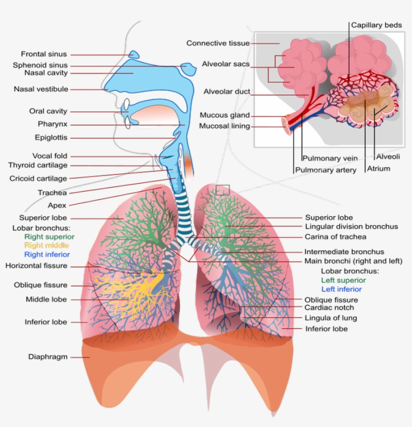 Effects Tobacco Respiratory System - Respiratory Complications Of Cystic Fibrosis, transparent png #588111
