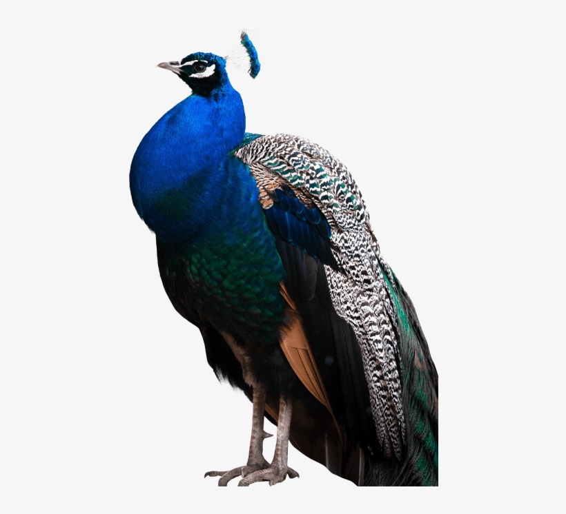 Free Png Peacock Png Images Transparent - Peacock Images Hd Png, transparent png #588142