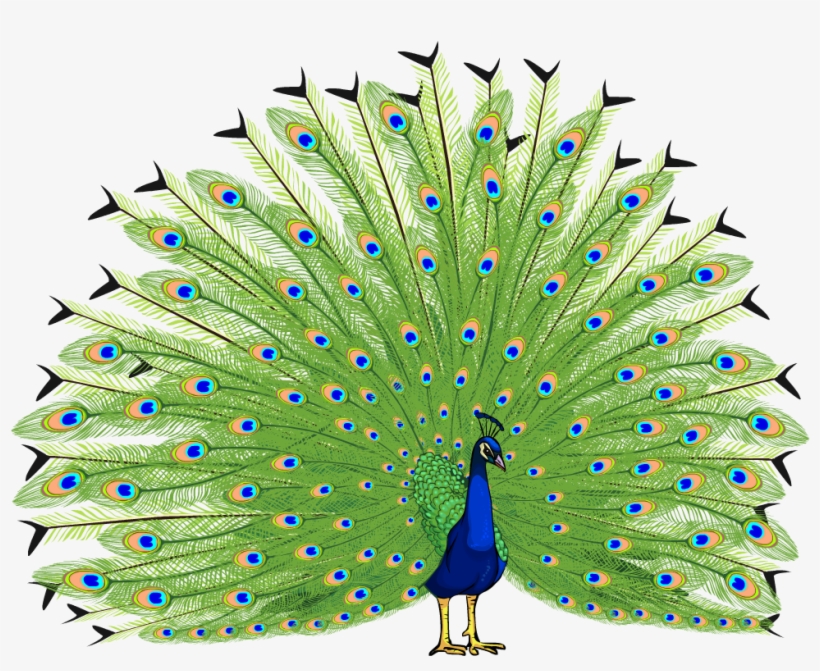 Proud As A Peacock - Peacock Png, transparent png #588338