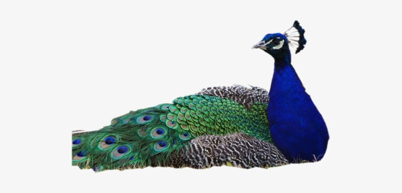 Download - Peacock Transparent Background, transparent png #588408