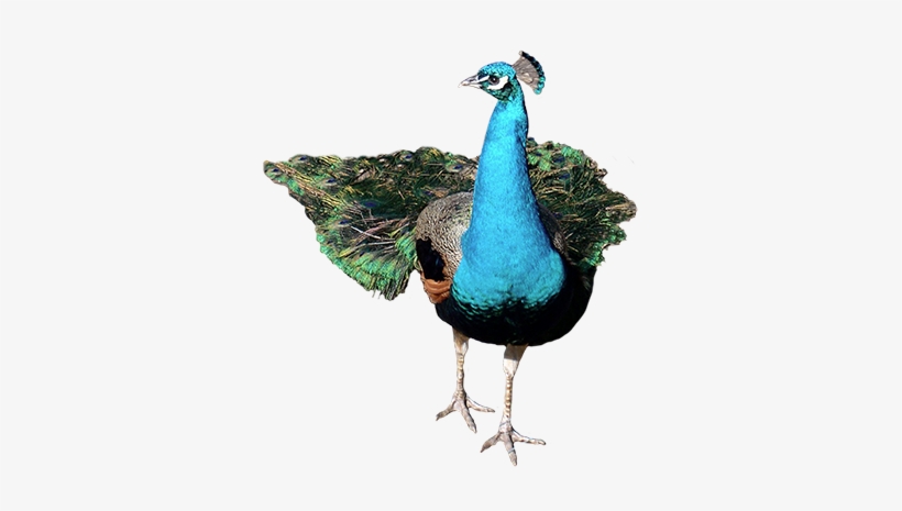 Front Peacock Png, transparent png #588477